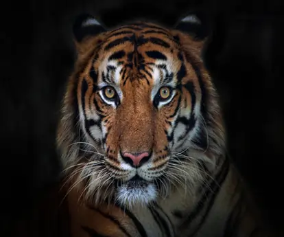 Dhikala 01 Night - 02 Days