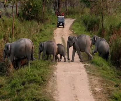 2 Night Gairal + Dhikala Tour