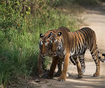   02 Night - 03 Days Bijrani Zone