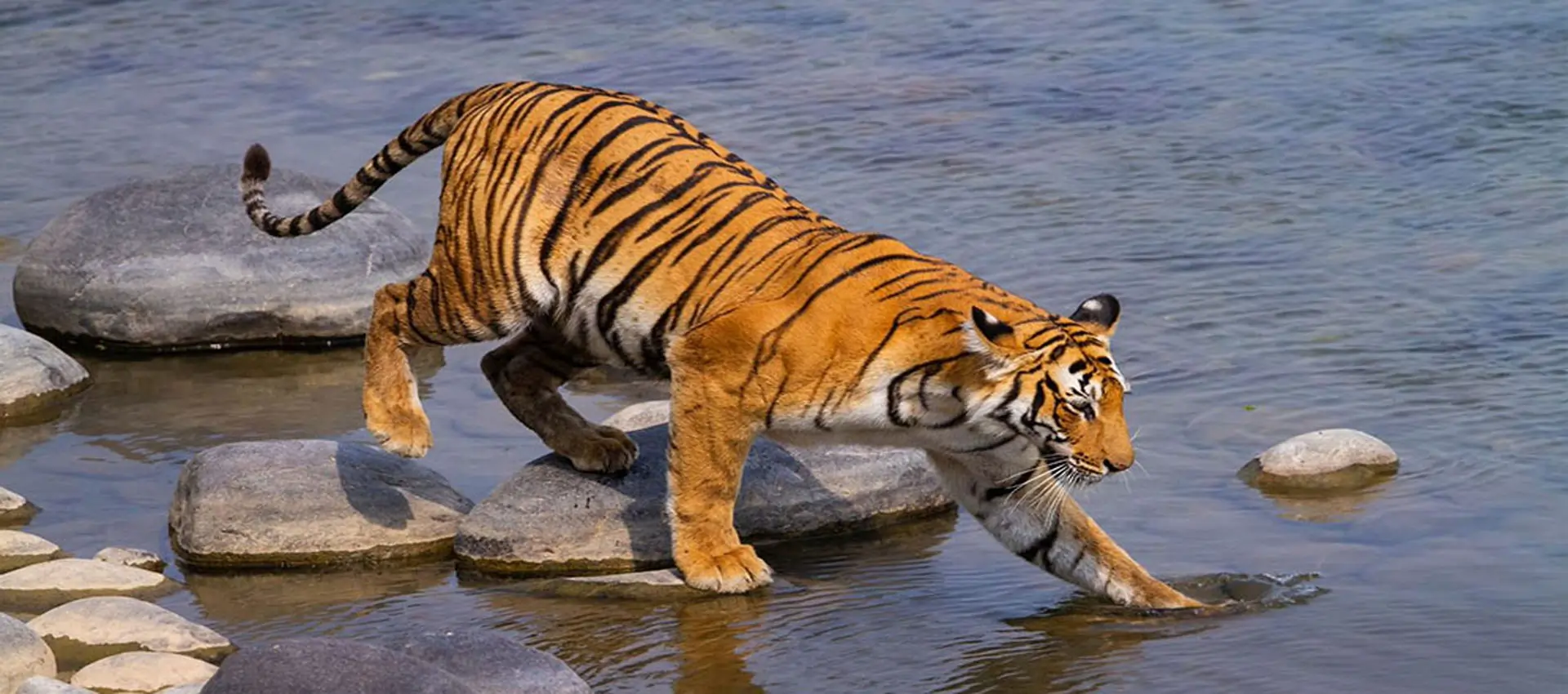 Jim Corbett Park Safari Today