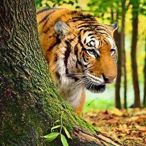 Hathi Dagar Safari Zone